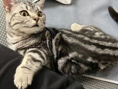 -lincat·猫舍(广州店)