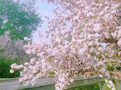 -海棠花溪(元大都城垣遗址公园)
