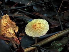 -海南热带雨林国家公园吊罗山景区