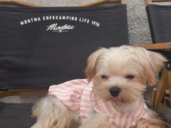 -小狗上班·狗咖·猫咖·小奶狗·摄影(南山店)