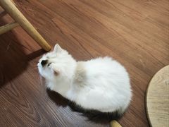-楼上猫咖(罗湖店)