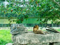 -上海野生动物园