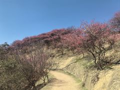 -新建村梅花