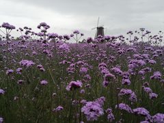 -漩门湾国家湿地公园