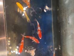 -洞庭家宴·头牌甲鱼(广渠门店)