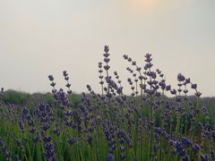 -大塘金香草谷