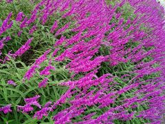 -白鹭湾湿地公园