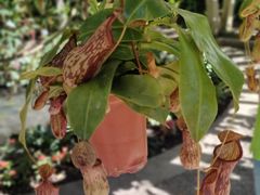 -中国科学院西双版纳热带植物园