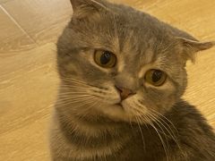 -猫咪派对(江南西店)