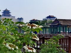-莲花池公园