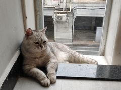 -猫儿山۰猫主题餐厅