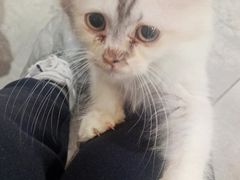 -楼上猫咖(罗湖店)