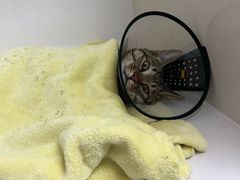 -关爱宠物医院·猫科中心·消化科(滨湖万达分院)