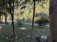-西双版纳原始森林公园