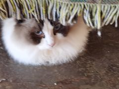 -喵屿·大理花园猫咖