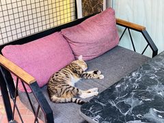 -费特希耶滑翔伞