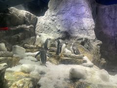 -大阪海游馆