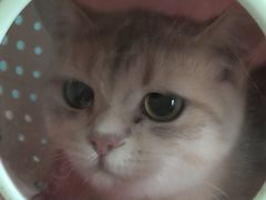 -瑞派福兴宠物医院犬猫全科·骨科·中西医结合(河东店)