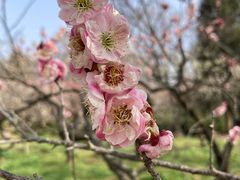 -梅花山(明孝陵内)