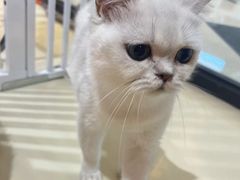 -三花喵·撸猫购宠·宠物生活馆(虹桥南丰城店)