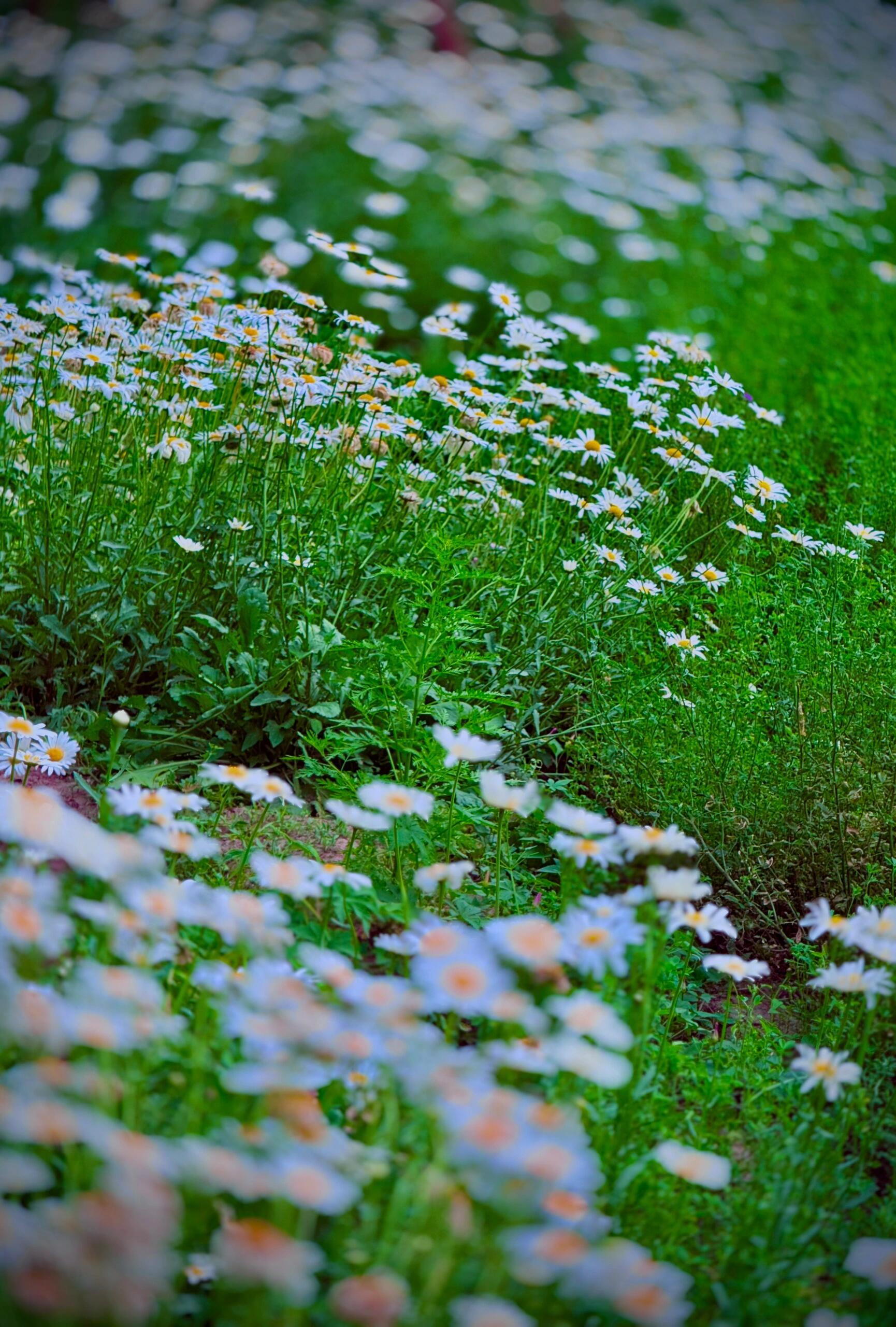 🌟南苑森林湿地公园的小雏菊花海!