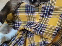 -猫在这儿猫咪咖啡馆·撸猫馆
