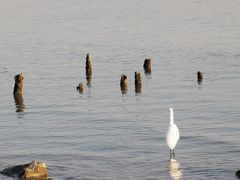 -深圳湾公园(南山区)