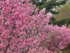 -北京鹫峰国家森林公园