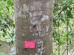 -中国科学院西双版纳热带植物园