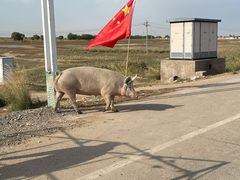 -哈素海