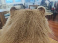 -猫小院猫主题咖啡厅(北锣店)