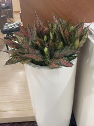 -北京叶子整形美容医院