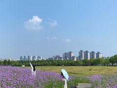 -洋湖国家湿地公园