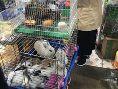 -万商花鸟市场
