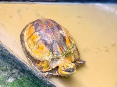 -上海大自然野生昆虫馆(东方明珠·爬宠昆虫探索中心)