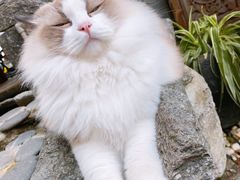 -喵屿·大理花园猫咖