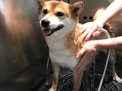 -電力宠物公司(武定路店)