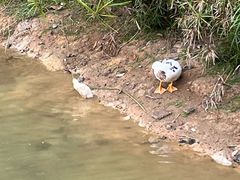 -福田红树林生态公园