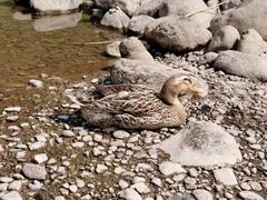 -白河湾生态旅游一条川