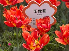 -荷兰花海