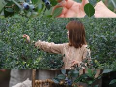 -金谷域澳洲庄园