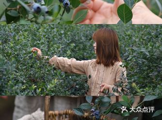 成都周边亲子游｜1小时到达的600亩蓝莓园