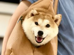 -逗柴咖啡屋·狗咖猫咖宠物桌游