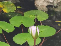 -苏州冶园园林民宿(太湖西山风景区店)