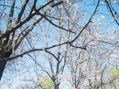 -三里河公园