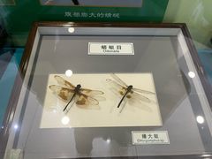 -上海昆虫博物馆
