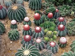 -深圳仙湖植物园