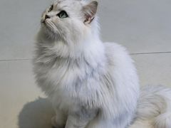 -怪兽屋·羊驼·猫咖·狗咖(俊华广场店)