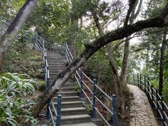 -银湖山郊野公园-相思林
