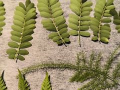 -自由生长植物工作室(深港花卉中心店)